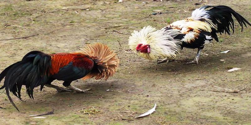 Chiến kê có tính hiếu chiến mạnh mẽ