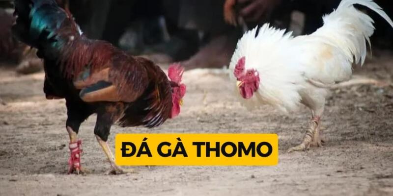 Sảnh cược thu hút được nhiều cược thủ tham gia