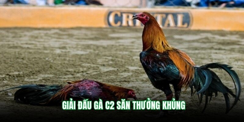 Giải đấu gà C2 săn thưởng khủng