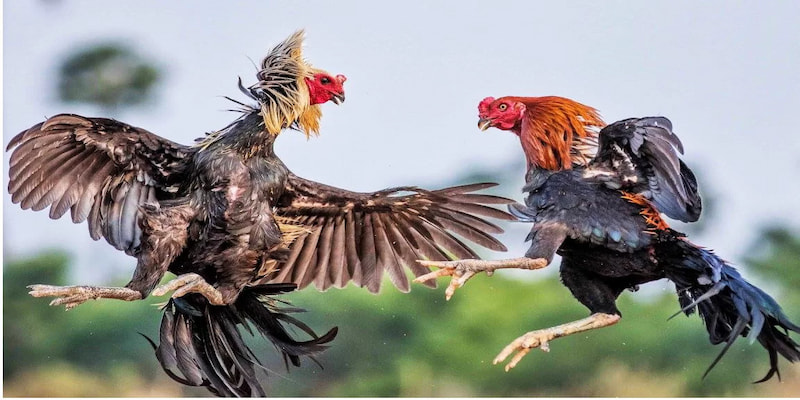 Nắm kỹ các thông tin quan trọng để trải nghiệm đá gà an toàn và hiệu quả